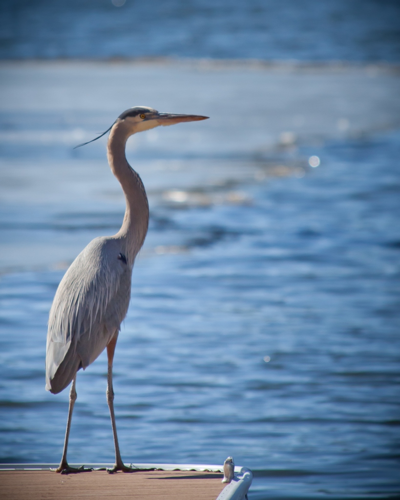 Blue Heron on the dock