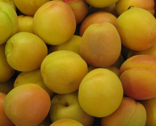 cropped apricot image