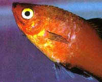 Bacterial Infection in Freshwater Fish Bacterial Infection in Freshwater Fish