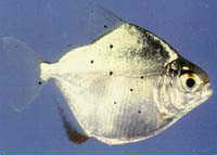 Black Spot Freshwater Fish Disease Black Spot Freshwater Fish Disease