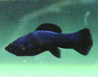 Consumption Freshwater Fish Disease Consumption Freshwater Fish Disease