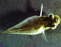 Dropsy Freshwater Fish Disease Dropsy Freshwater Fish Disease