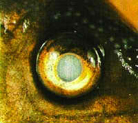 Eye Cloud Freshwater Fish Disease Eye Cloud Freshwater Fish Disease