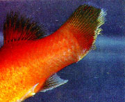 Fin Tail Rot Freshwater Fish Disease Fin Tail Rot Freshwater Fish Disease