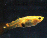 Flesh Worms (Yellow Grubs) Freshwater Fish Disease Flesh Worms (Yellow Grubs) Freshwater Fish Disease