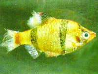 Fungus Freshwater Fish Disease Fungus Freshwater Fish Disease