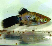 Gourami Disease in Freshwater Fish Gourami Disease in Freshwater Fish