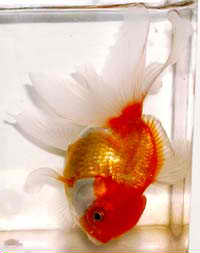 Swim Bladder Disease in Freshwater Fish Swim Bladder Disease in Freshwater Fish