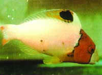 Uronemia Saltwater Fish Disease Uronemia Saltwater Fish Disease