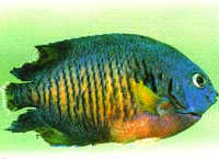 Fin & Tail Rot Saltwater Fish Disease Fin & Tail Rot Saltwater Fish Disease