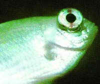 Pop Eye Saltwater Fish Disease Pop Eye Saltwater Fish Disease