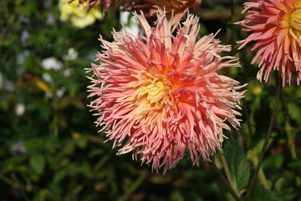 Flower in Newport Beach, CA