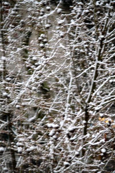 Snow Filled Trees of La Rambla Barcelona Spain Snow Filled Trees of La Rambla Barcelona Spain