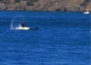 whale need better camera. here's an orca near our boat