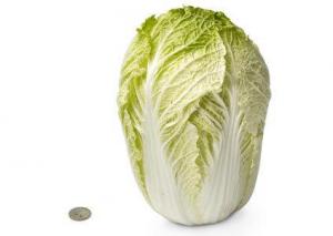 28-chinese-cabbage chinese cabbage