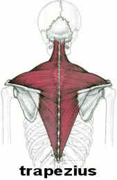 trapezius