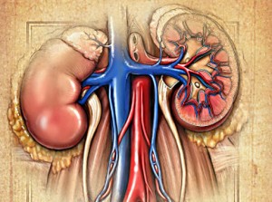 alg_kidneys[1]