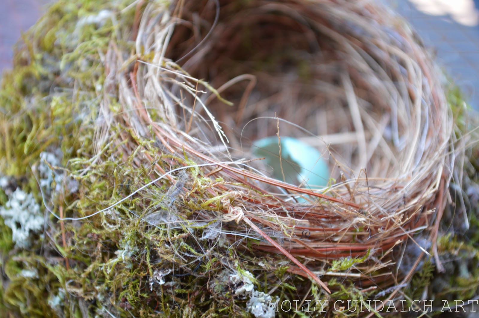 why do birds build nests mccnsulting web fc2 com why do birds build nests mccnsulting web fc2 com