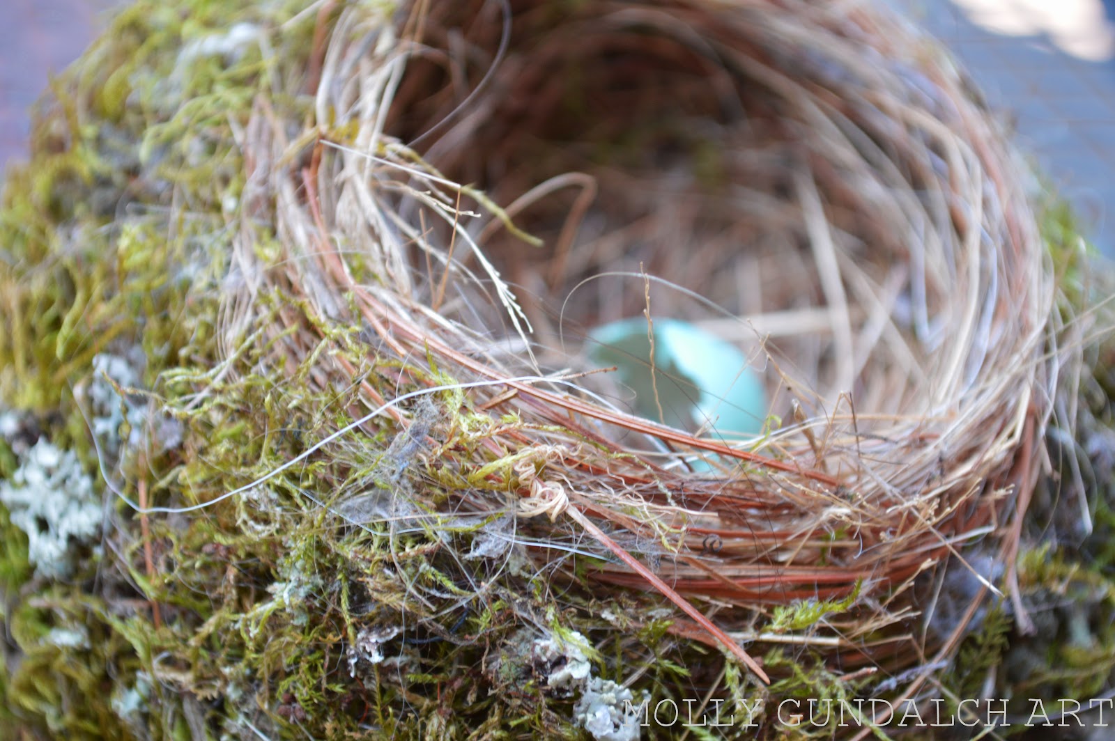 Why do birds build nests?