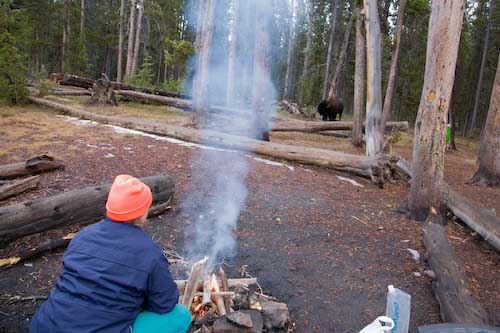 campbison