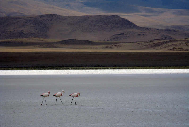 Bolivian Flamingos Bolivian Flamingos