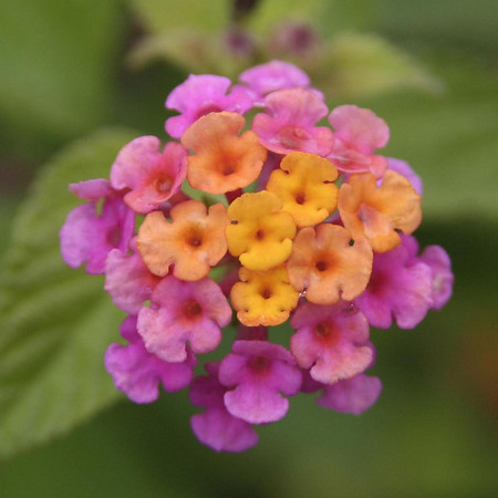 flower-01.jpg flower-01.jpg