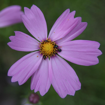 flower-03.jpg flower-03.jpg