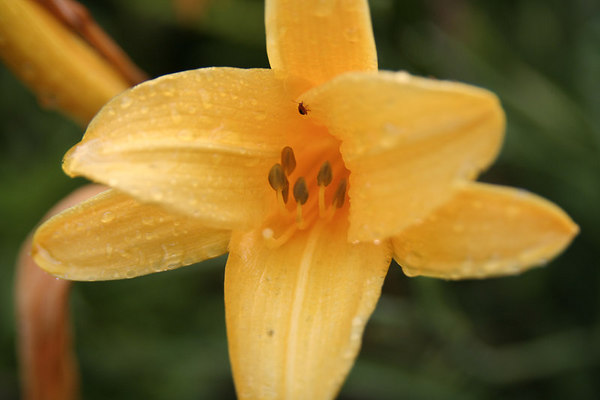 flower-04.jpg flower-04.jpg