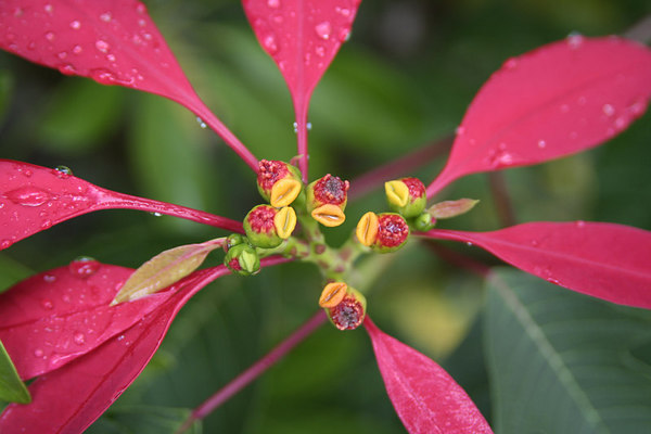 flower-05.jpg flower-05.jpg