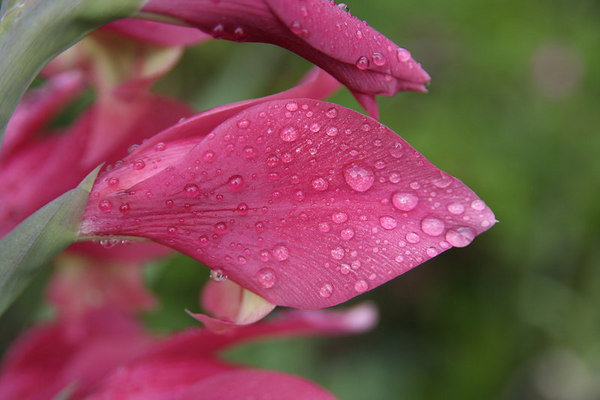 flower-07.jpg flower-07.jpg