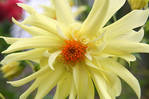 flower-08.jpg flower-08.jpg