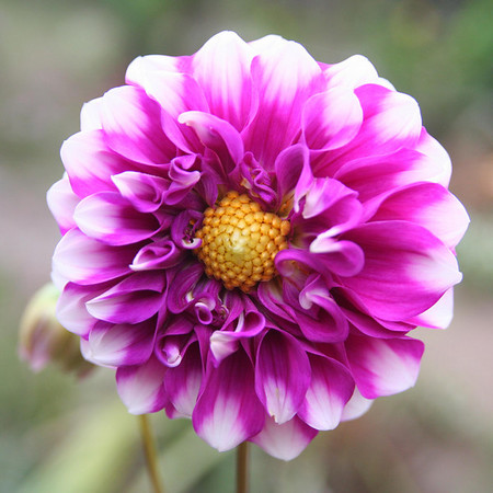 flower-09.jpg flower-09.jpg