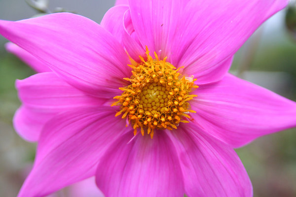 flower-10.jpg flower-10.jpg