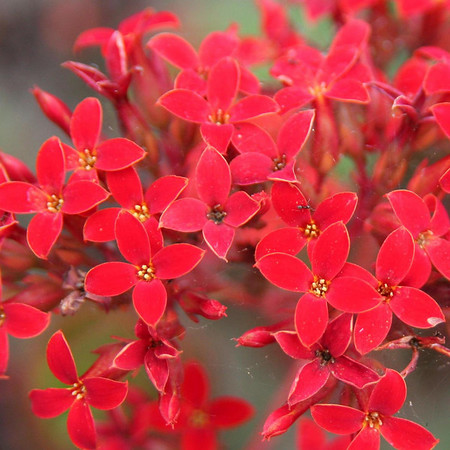 flower-11.jpg flower-11.jpg