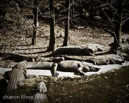 052509-alligators
