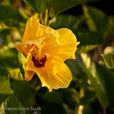 062309 hibiscus