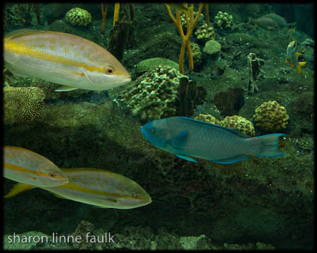 wpid3182-102709-aquarium.jpg wpid3182-102709-aquarium.jpg