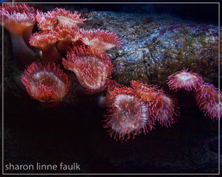 wpid3186-102709-aquarium-3.jpg