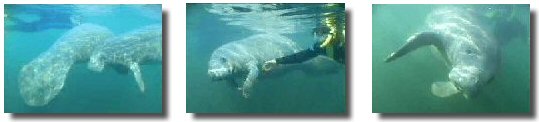 manatees