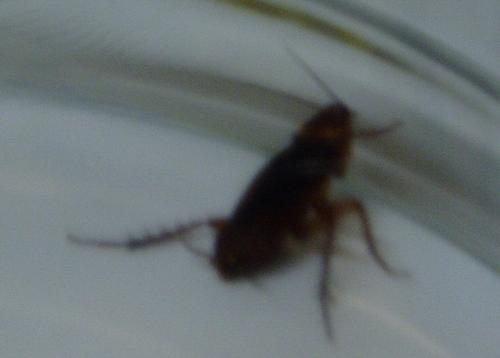 roach close