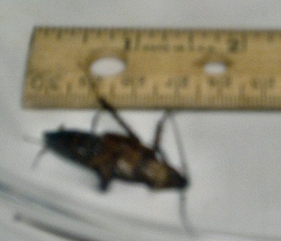 roach size