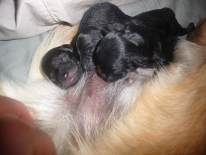 newpuppies