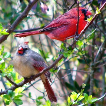 MUST SEE Beautiful Red Jay ! Bird Watching ! 