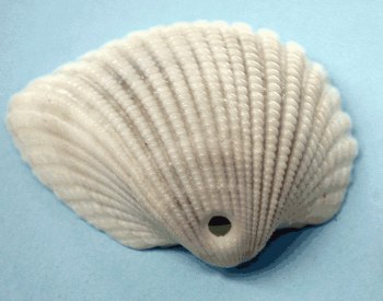 beach-3-shell.jpg