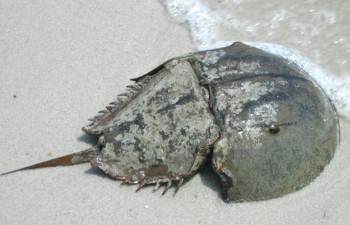 beach-4-horseshoe-crab.jpg