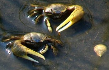 beach-5-fiddler-crabs.jpg