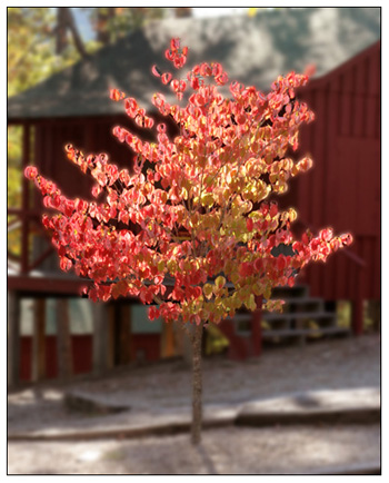 red tree photoshopped