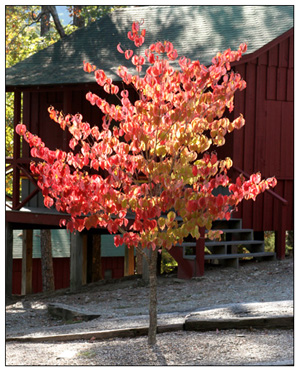 red tree plain