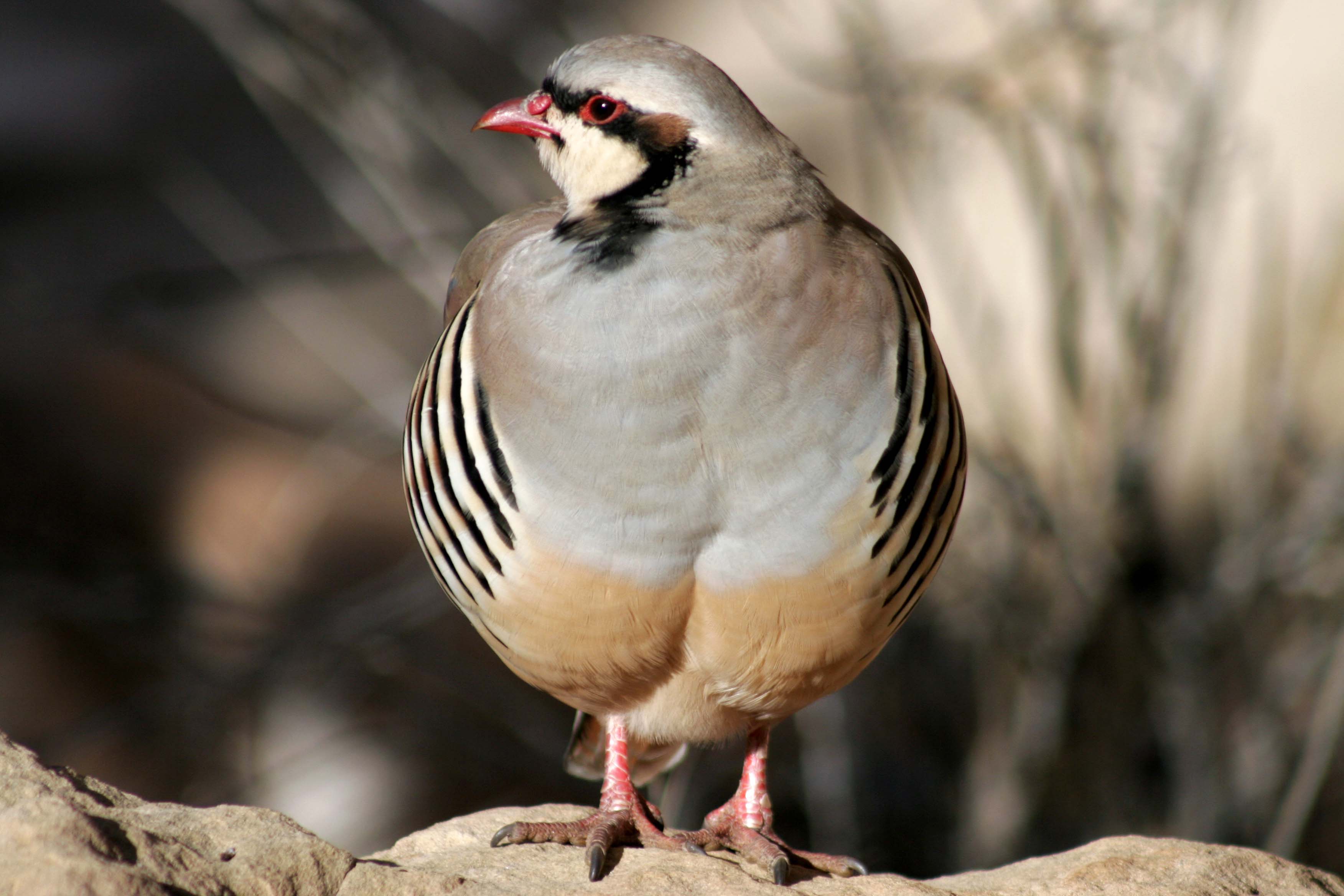 Chukar in Capital reef NP