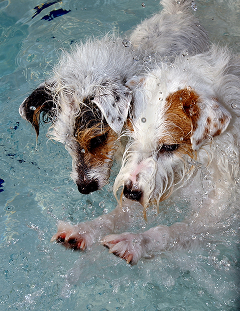 2dogs-in-water